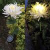 New Solar-Powered Chrysanthemum LED Garden Lamp: Outdoor Decorative Lawn Light with Simulation Flower Design, IP65 Waterproof, Stainless Steel and ABS Material, Available in White, Yellow, and Pink - Image 3